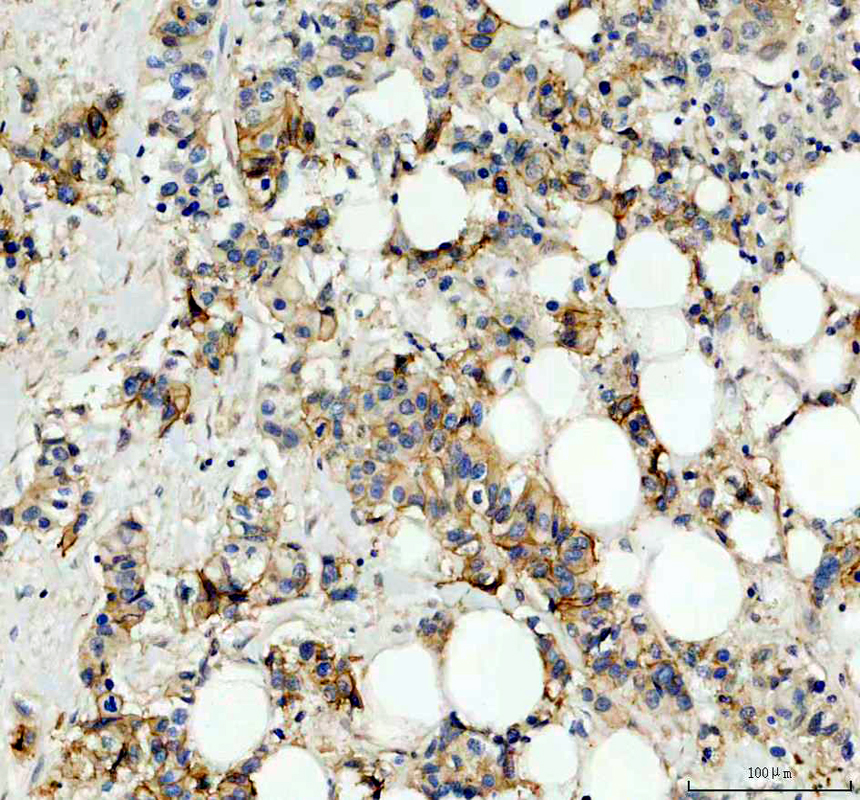 a04063 1 ca12 primary antibodies ihc testing 1