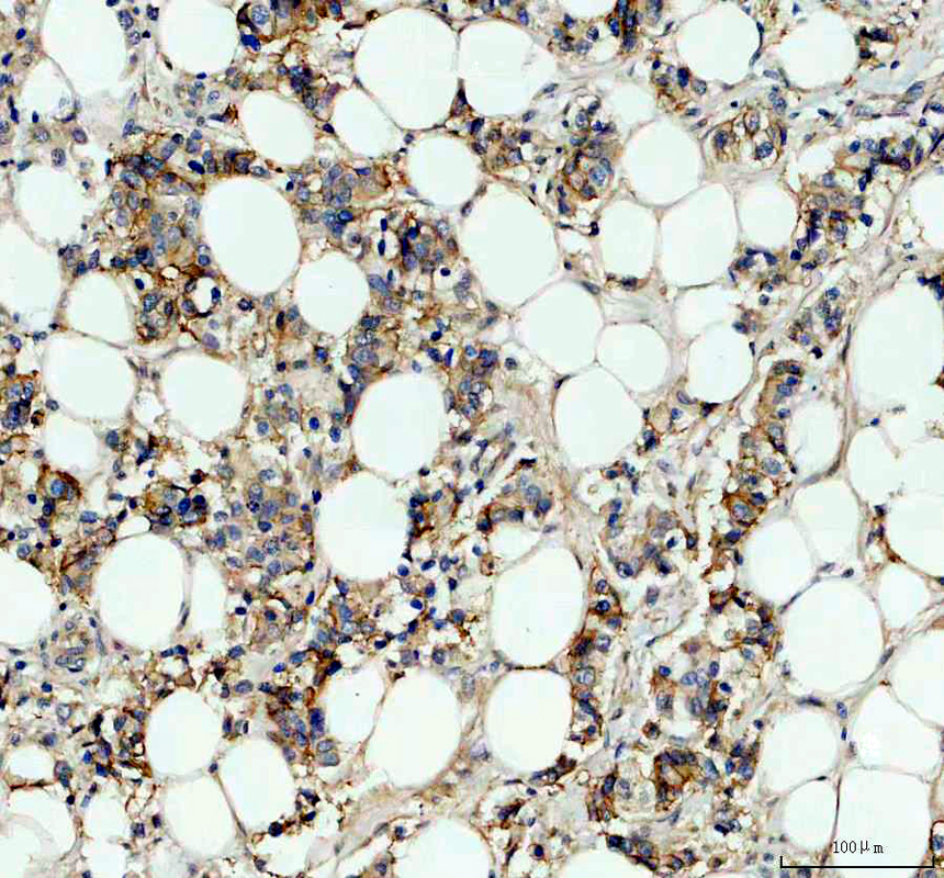 a04063 1 ca12 primary antibodies ihc testing 2