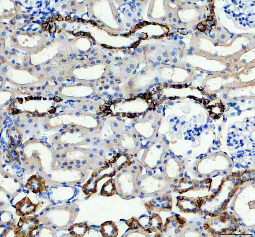 a04063 1 ca12 primary antibodies ihc testing 3