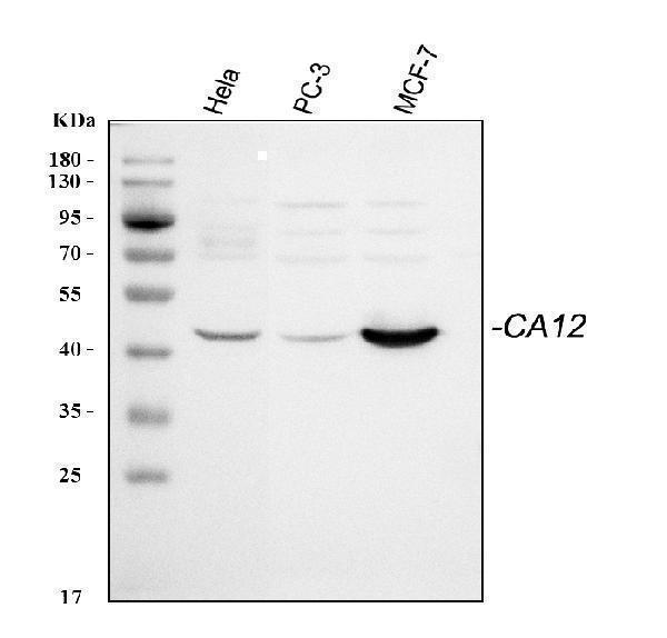 a04063 1 ca12 primary antibodies wb testing 1_1
