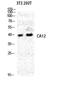 Western Blot analysis of NIH-3T3 293T cells using CA XII Polyclonal Antibody diluted at 1:2000