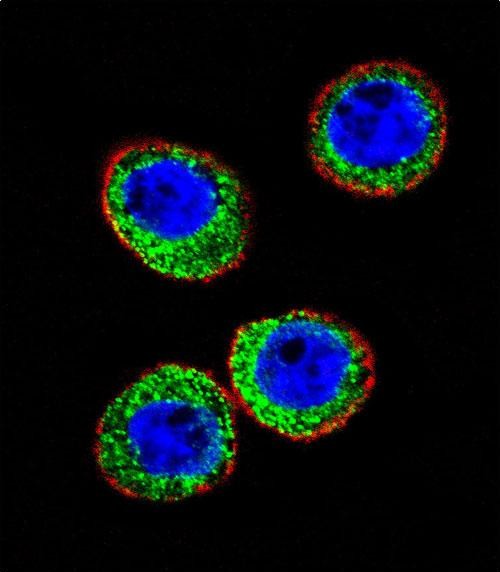 Confocal immunofluorescent analysis of MME Antibody (Center) with WiDr cell followed by Alexa Fluor 488-conjugated goat anti-rabbit lgG (green)
