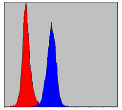Flow cytometric analysis of NIH/3T3 cells using PRK2 Monoclonal Antibody (blue) and negative control (red)