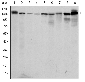 Western Blot analysis using PRK2 Monoclonal Antibody against PC-12 (1), Cos7 (2), K562 (3), Jurkat (4), HeLa (5), A431 (6), C6 (7), NIH/3T3 (8) and HEK293 (9) cell lysate