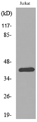 Western blot analysis of lysate from Jurkat cells, using SERPINB3/4 Antibody