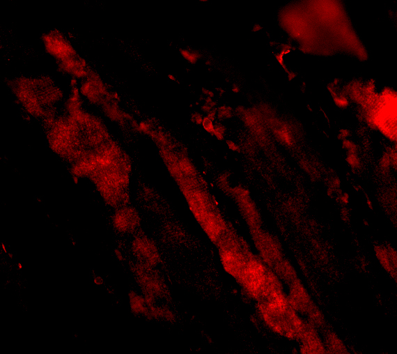 a04068 1 mapkap1 primary antibodies if testing 3