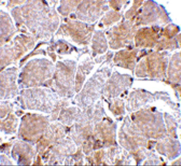a04068 1 mapkap1 primary antibodies ihc testing 2