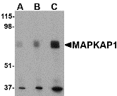 a04068 1 mapkap1 primary antibodies wb testing 1