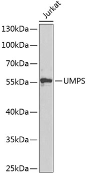 a04069 umps primary antiboties wb testing 1