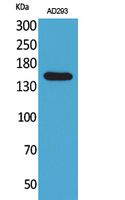 a04071 pnpla6 primary antibodies wb testing 2