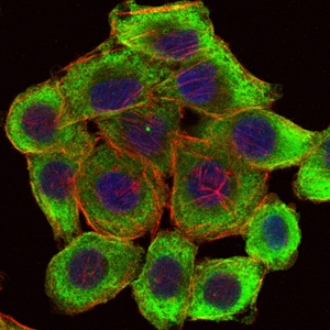 a04072 lims1 primary antibodyes if testing 3