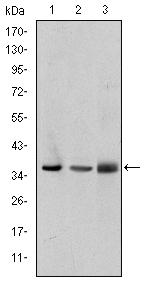 a04072 lims1 primary antibodyes wb testing 1