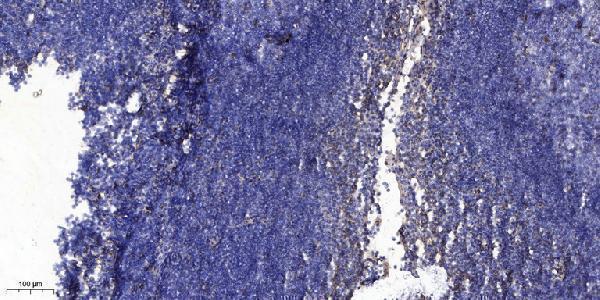 Immunohistochemical analysis of paraffin-embedded human tonsil