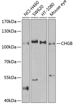 Western blot analysis of extracts of various cell lines, using CHGB antibody  at 1:1000 dilution