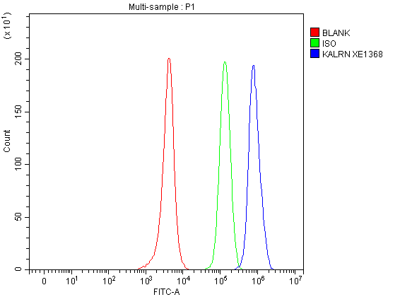 a04076 2 kalrn primary antibodies fcm testing 1