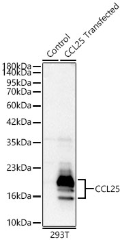 Western blot analysis of lysates from wild type (WT) and 293T cells transfected with CCL25 using CCL25 pAb at 1:1000 dilution