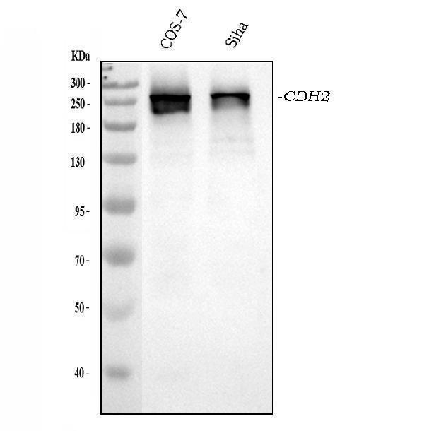a04079 2 chd2 primary antibodies wb testing 1_1