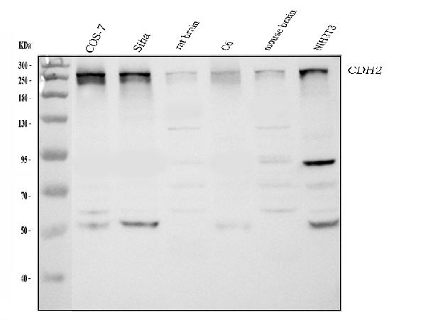 Western blot analysis of CHD2 using anti-CHD2 antibody (A04079).