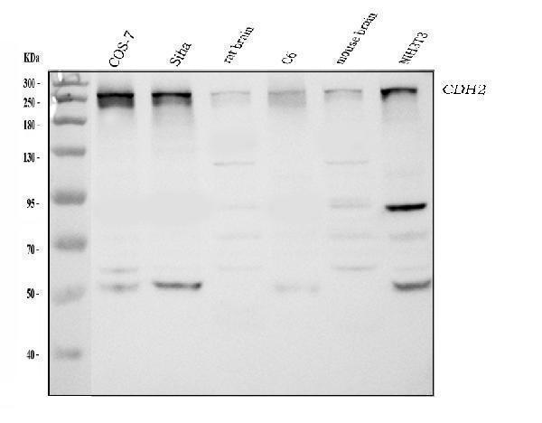 a04079 chd2 primary antibodies wb testing 1