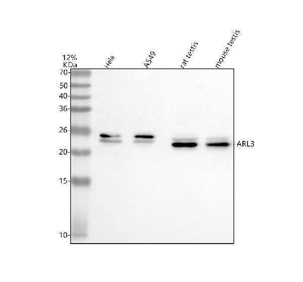  Western blot analysis of ARL3 using anti-ARL3 antibody (A04080-1)