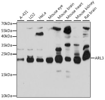 Western blot analysis of extracts of various cell lines, using ARL3 antibody  at 1:1000 dilution