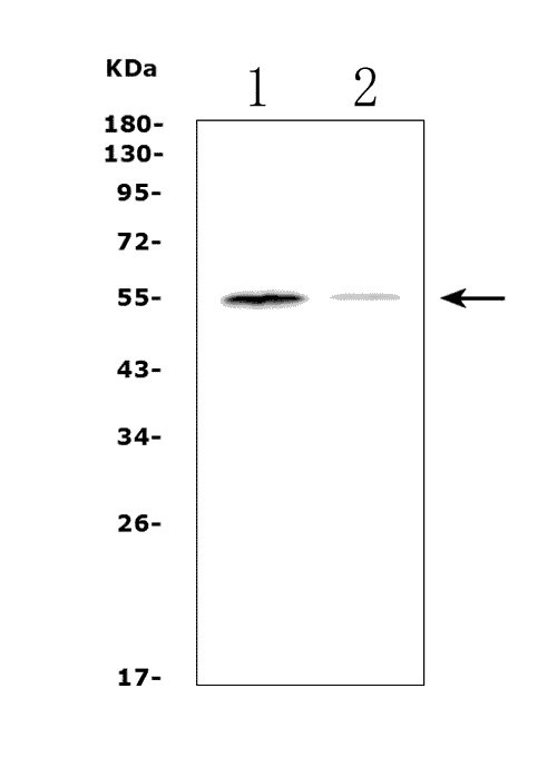 a04081 chrm1 primary antibodies wb testing 1
