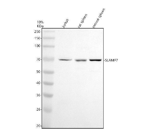 Western blot analysis of SLAMF7 using anti-SLAMF7 antibody (A04083-2)