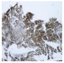 a04085 2 got1 primary antiboties ihc testing 2