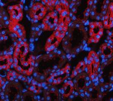 a04085 3 got1 primary antibodies if testing 2