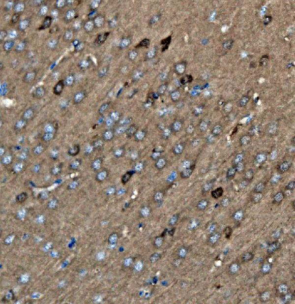 a04085 3 got1 primary antibodies ihc testing 3