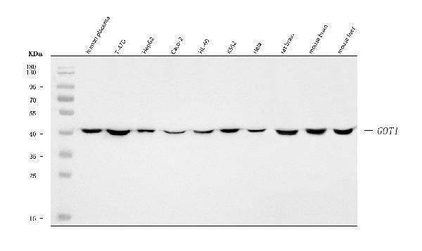  Western blot analysis of Aspartate Aminotransferase/GOT1 using anti-Aspartate Aminotransferase/GOT1 antibody (A04085-3)