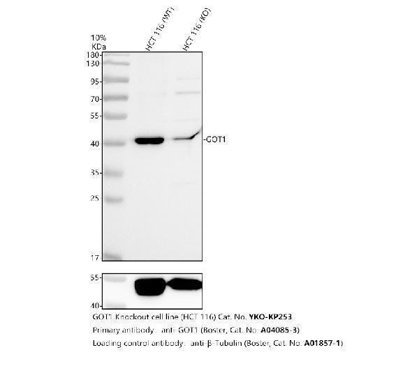 a04085 3 got1 primary antibodies wb testing 2