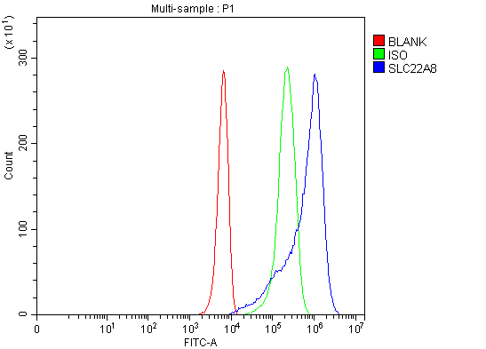 a04087 2 slc22a8 primary antibodies fcm testing 7