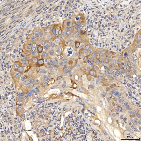  IHC analysis of OAT3/SLC22A8 using anti-OAT3/SLC22A8 antibody (A04087-2)