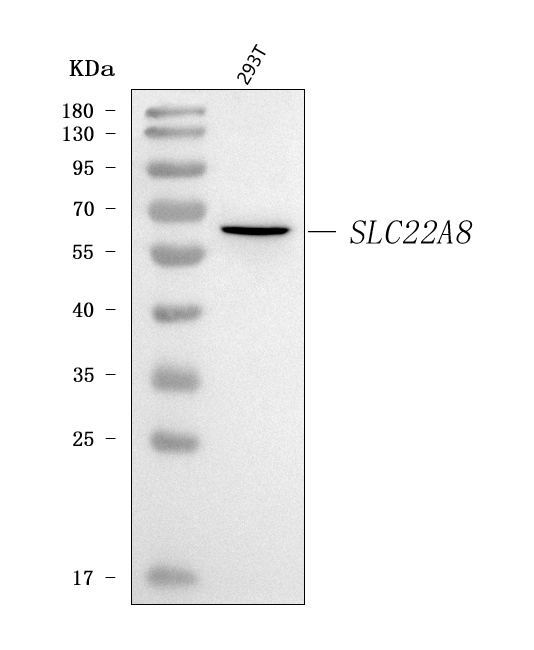  Western blot analysis of OAT3/SLC22A8 using anti-OAT3/SLC22A8 antibody (A04087-2)