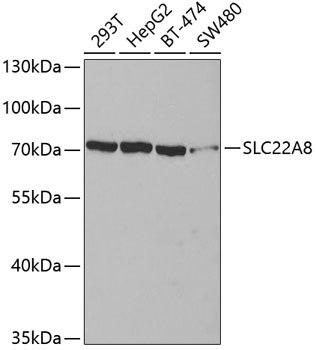 a04087 slc22a8 primary antiboties wb testing 1