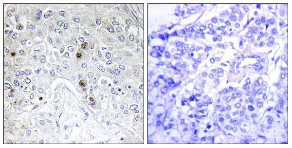 a04089 1 batf primary antibodies ihc testing 1
