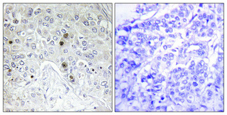 a04089 1 batf primary antibodies ihc testing 2