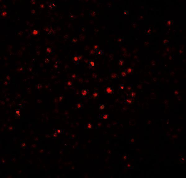 a04089 batf primary antibodies if testing 2