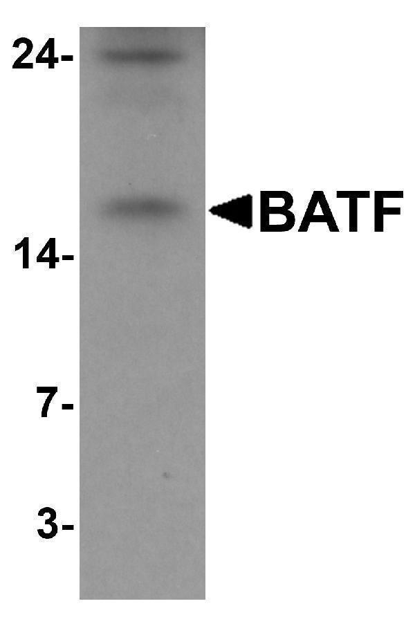 a04089 batf primary antibodies wb testing 1