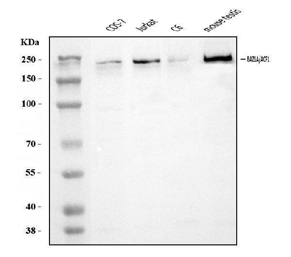  Western blot analysis of ACF1/BAZ1A using anti-ACF1/BAZ1A antibody (A04090-1)