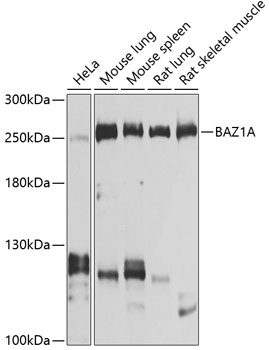 Western blot analysis of extracts of various cell lines, using BAZ1A antibody  at 1:1000 dilution