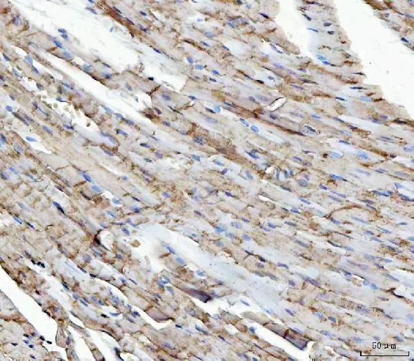 a04093 1 ndufs5 primary antibodies ihc testing 5_1