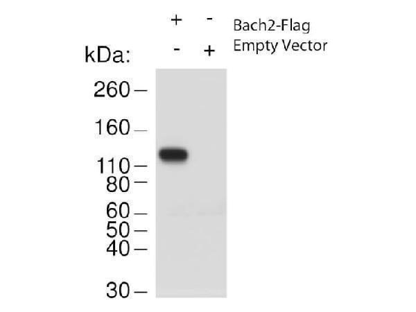 Western Blot of Rabbit anti-Bach2 antibody