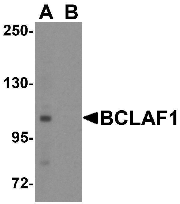 a04100 1 bclaf1 primary antibodies wb testing 1