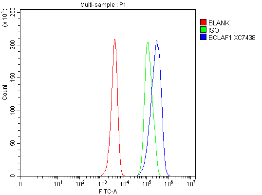 Flow Cytometry analysis of HEL cells using anti-BCLAF1 antibody (A04100-3)