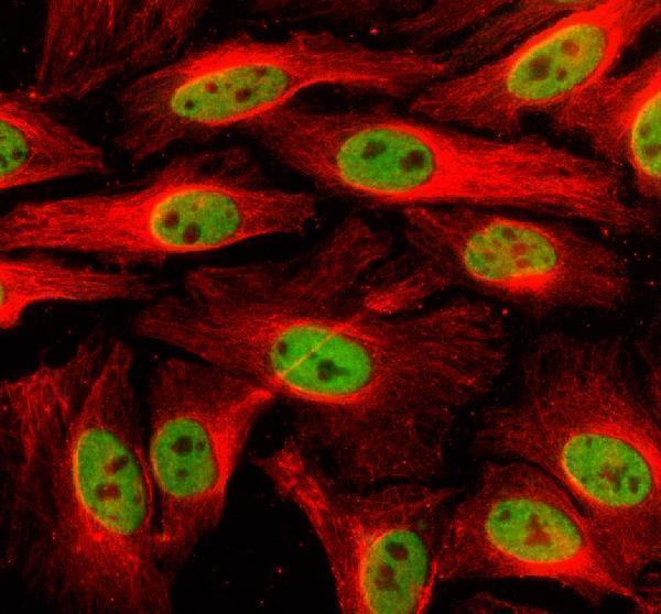 a04100 3 bclaf1 primary antibodies if testing 1