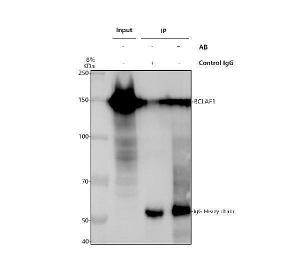 Immunoprecipitating BCLAF1 in Hela whole cell lysate