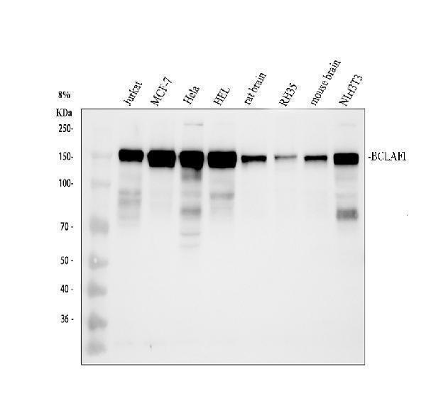 Western blot analysis of BCLAF1 using anti-BCLAF1 antibody (A04100-3)