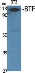 Western Blot analysis of various cells using BTF Polyclonal Antibody